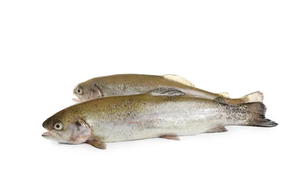 Rohe Forellenfische Isoliert Auf Weiß — Stockfoto