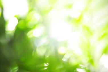 Soyut doğa yeşil arka plan, güneş ışınları, bokeh etkisi