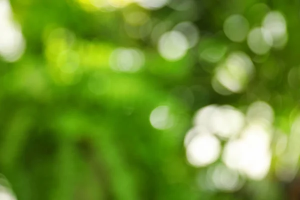 Abstract Natuur Groene Achtergrond Met Zonnestralen Bokeh Effect — Stockfoto