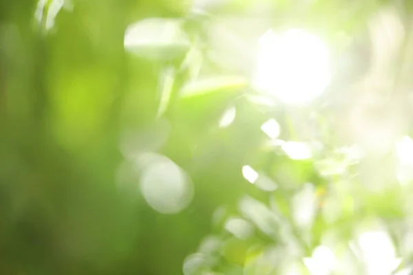 Absztrakt természet zöld háttér napsugarak, bokeh hatás — Stock Fotó