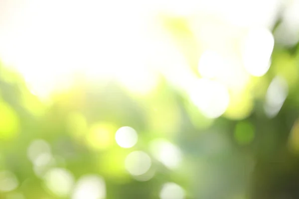 Absztrakt természet zöld háttér napsugarak, bokeh hatás — Stock Fotó