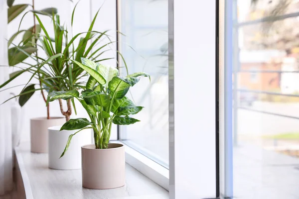 Diferentes Plantas Maceta Cerca Ventana Casa — Foto de Stock