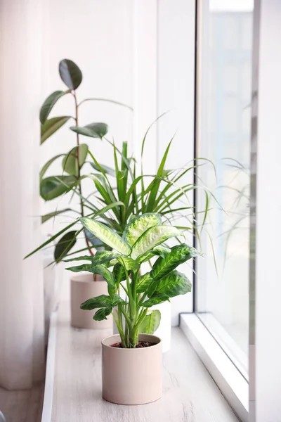Различные Растения Горшках Окна Дома — стоковое фото