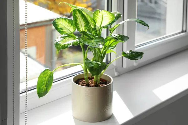 自宅の窓辺に美しいDieffenbachia植物 テキストのスペース — ストック写真