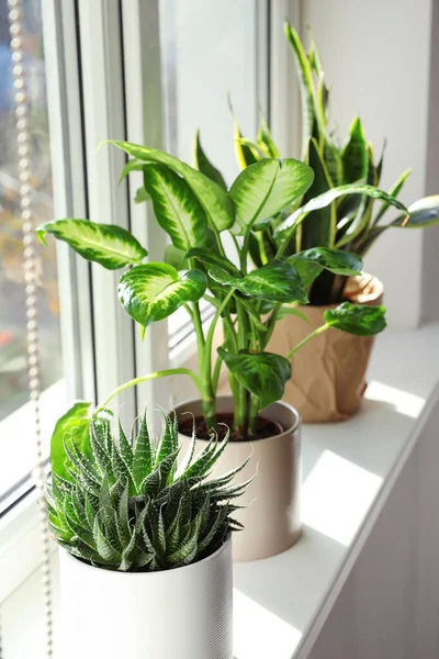 Различные Растения Горшках Окна Дома — стоковое фото