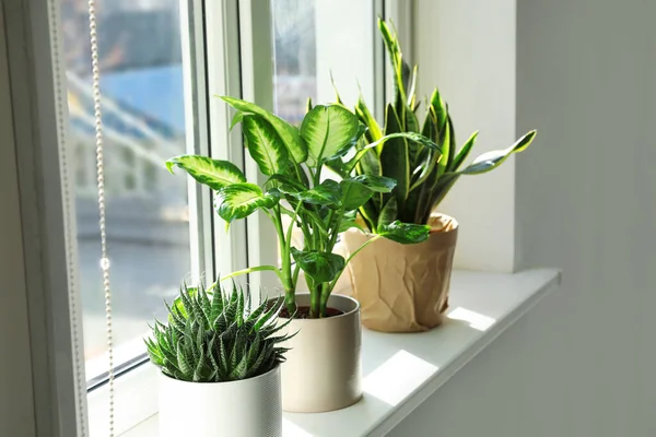 Verschillende Potplanten Buurt Van Raam Thuis — Stockfoto