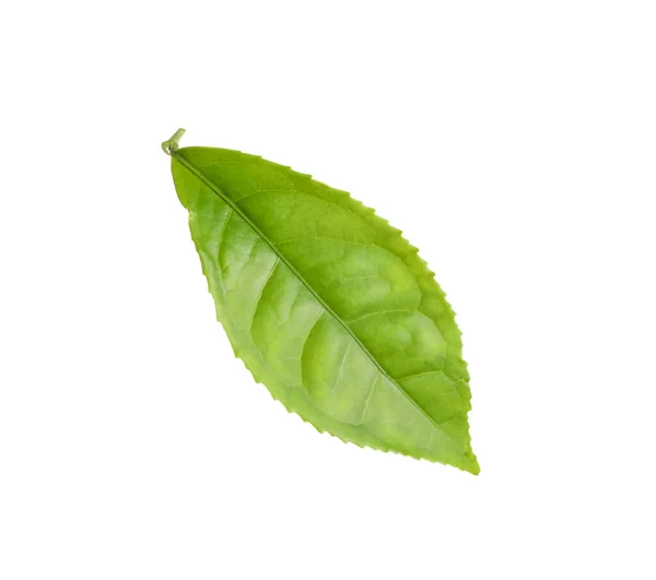Folha de chá verde fresco isolado em branco — Fotografia de Stock