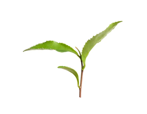 Twig met verse groene thee bladeren geïsoleerd op wit — Stockfoto