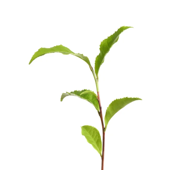 Teepflanze mit frischen grünen Blättern isoliert auf weiß — Stockfoto