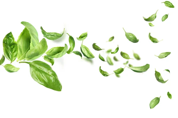 Fresh green basil leaves isolated on white — Stock Photo, Image