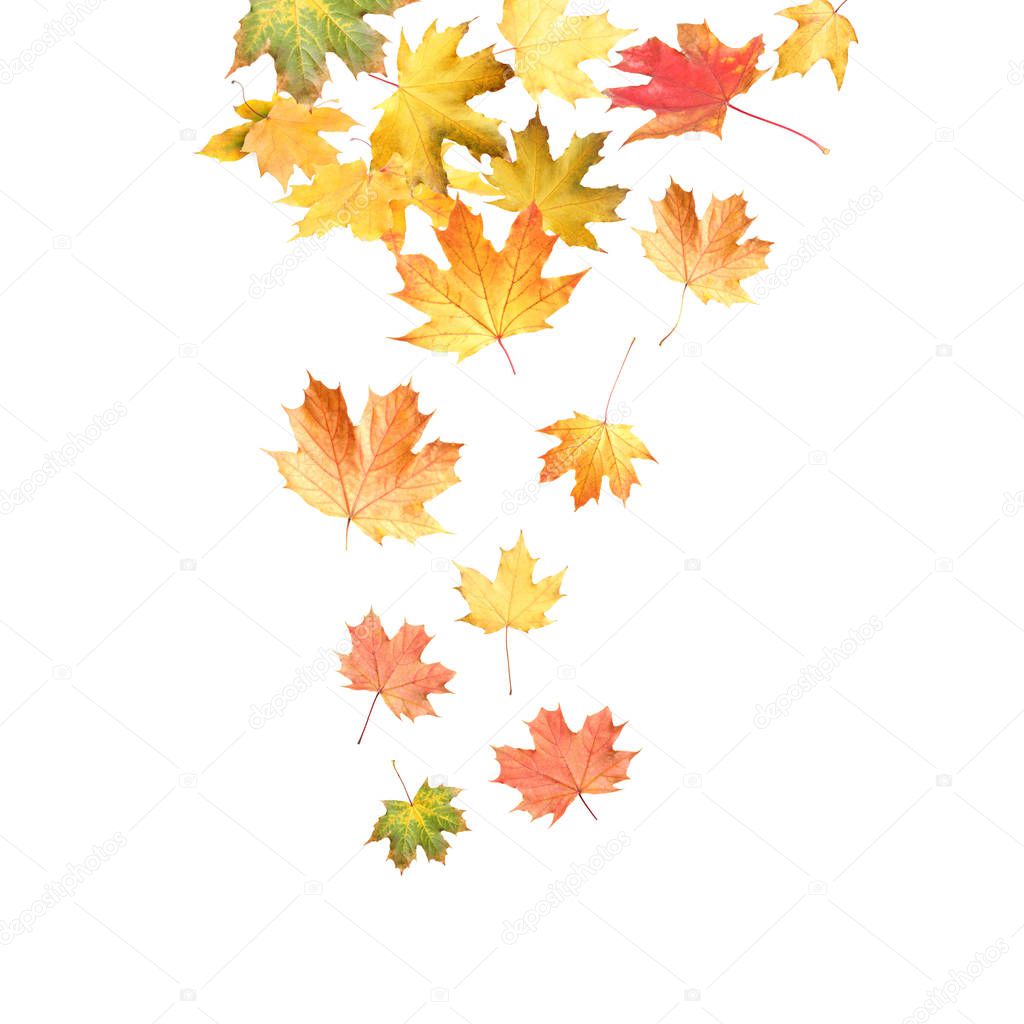 Beautiful autumn leaves falling on white background