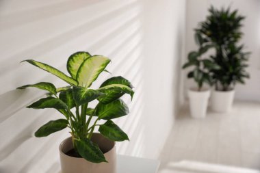 Işık odasında yeşil saksı bitkisi. Ev dekorasyonu