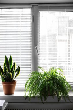Pencere kenarındaki güzel bitkiler. Ev dekoru
