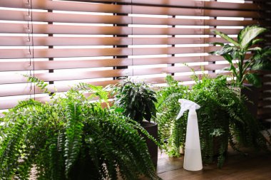 Tahta masada güzel bitkiler ve sprey şişesi. Ev dekoru