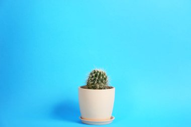 Açık mavi zemin üzerinde güzel kaktüsler (Echinocactus grusonii)