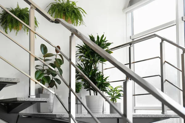 Различные Растения Лестнице Помещении Главная Идея Дизайна — стоковое фото