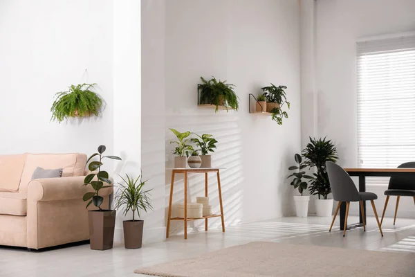 Stijlvol Interieur Met Groene Planten Huisdecoratie — Stockfoto