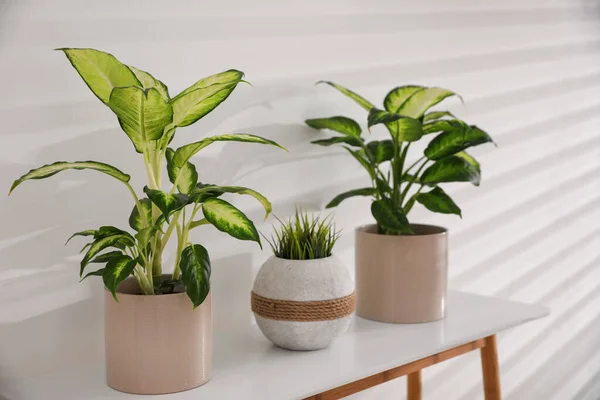 Grüne Topfpflanzen Hellen Raum Wohndekoration — Stockfoto