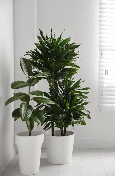 Plantas Tropicais Verdes Sala Luz Decoração Casa — Fotografia de Stock