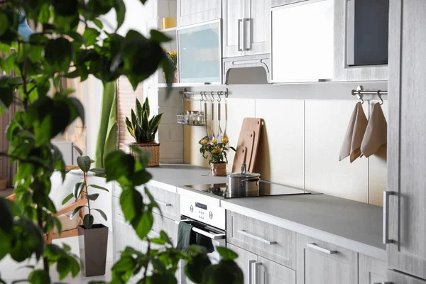 Interior Elegant Bucătărie Plante Verzi Decoratiuni — Fotografie, imagine de stoc