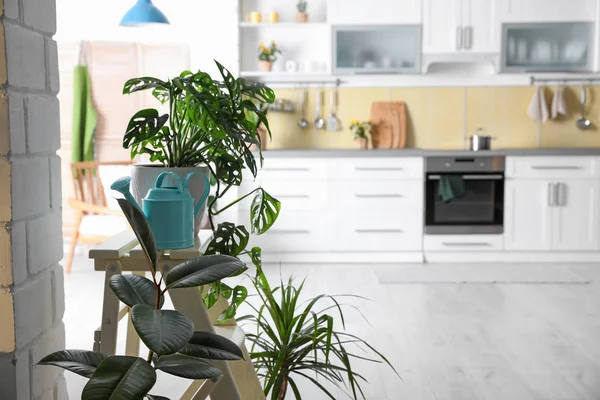 Lindas Plantas Envasadas Verdes Cozinha Decoração Casa — Fotografia de Stock