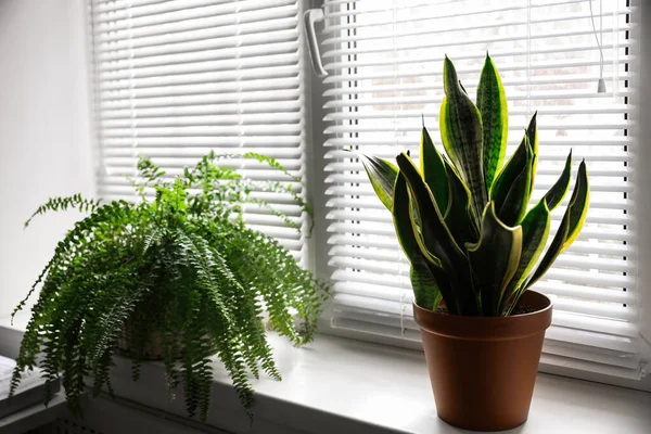 Prachtige Planten Buurt Van Raam Binnen Home Decor — Stockfoto