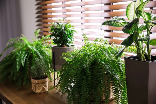 Belles Plantes Sur Table Bois Décor Maison — Photo