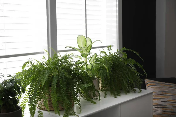 Belas Plantas Mesa Branca Decoração Casa — Fotografia de Stock