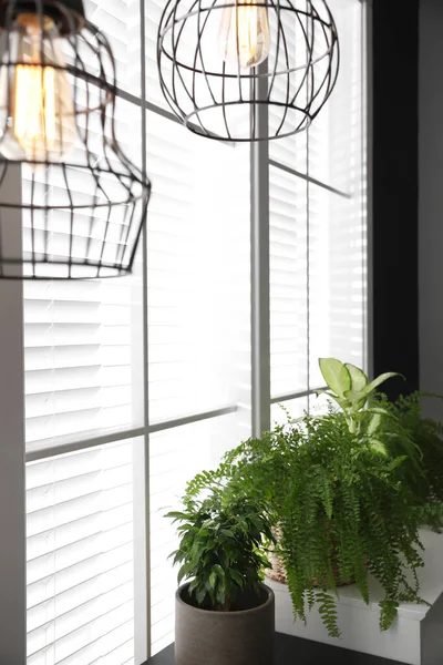 Beautiful Plants Window Indoors Home Decor — Stock Photo, Image
