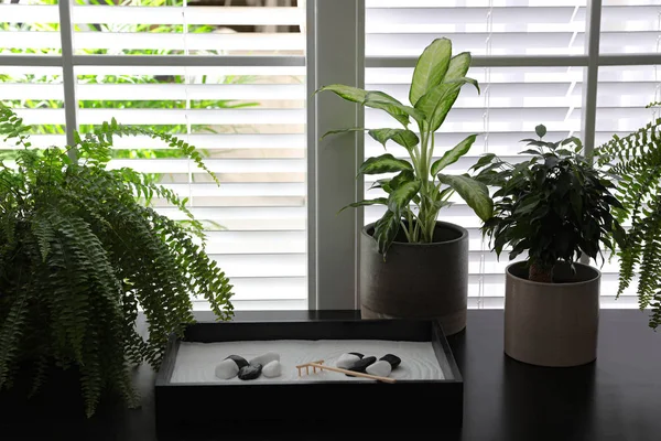 Beau Jardin Zen Miniature Plantes Pot Sur Table Noire Intérieur — Photo