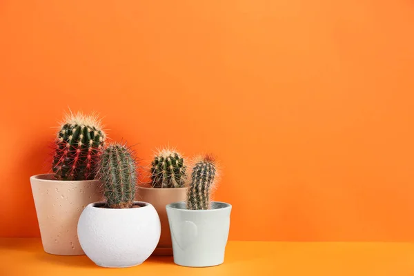 Bonitos Cactos Sobre Fundo Laranja Espaço Para Texto — Fotografia de Stock