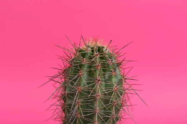 Hermoso Cactus Sobre Fondo Rosa Vista Cerca —  Fotos de Stock