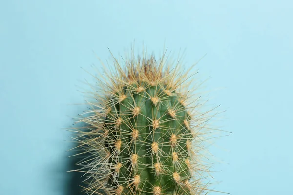 Hermoso Cactus Sobre Fondo Azul Claro Primer Plano —  Fotos de Stock