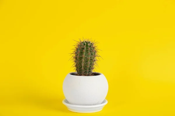 Schöne Topfpflanze Auf Gelbem Hintergrund — Stockfoto