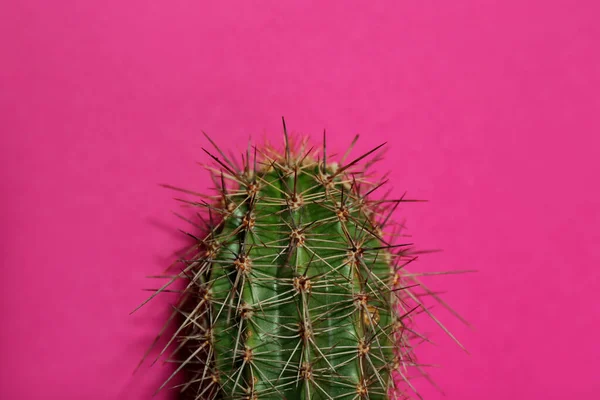 Vacker Kaktus Violett Bakgrund Närbild — Stockfoto