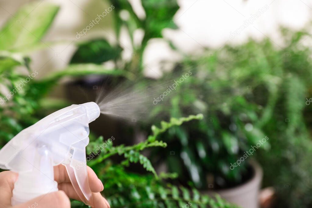 Woman spraying different plants at home, closeup