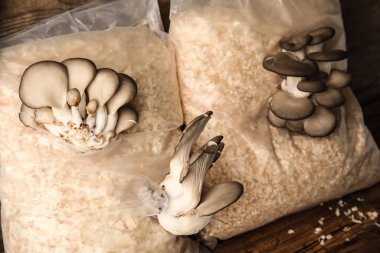 Talaş içinde büyüyen istiridye mantarları. Mantar yetiştirme