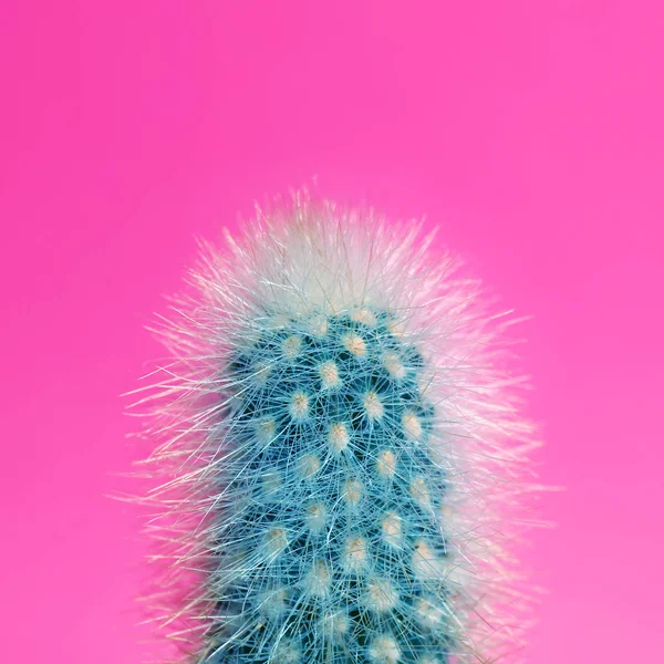 Hermoso Cactus Brillante Sobre Fondo Rosa Primer Plano —  Fotos de Stock