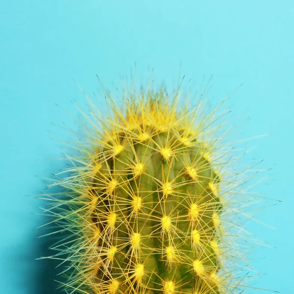 Gyönyörű Fényes Kaktusz Világoskék Háttér Közelkép — Stock Fotó