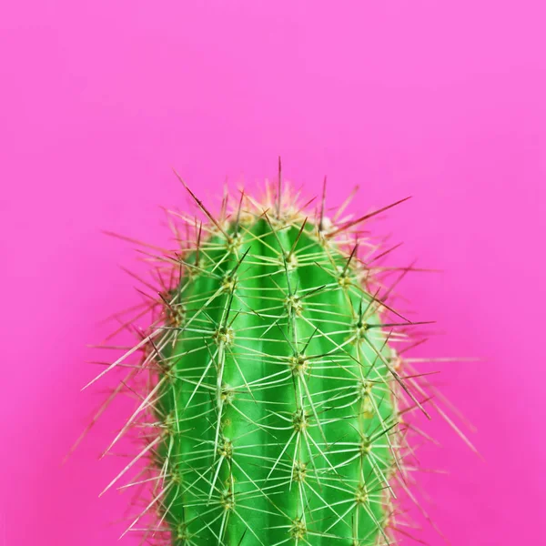 Bellissimo Cactus Luminoso Sfondo Rosa Primo Piano — Foto Stock