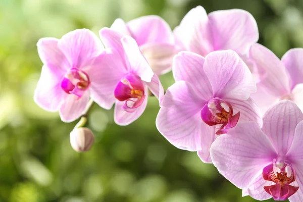 Гілка Красивої Рожевої Орхідеї Phalaenopsis Розмитому Фоні Крупним Планом — стокове фото