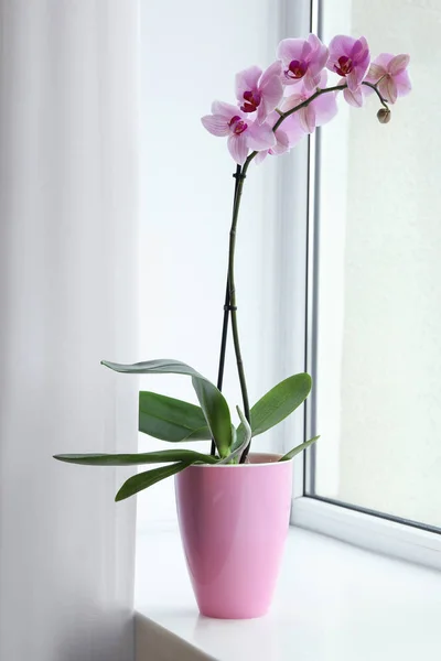 Anggrek Phalaenopsis Yang Indah Dalam Ruangan — Stok Foto