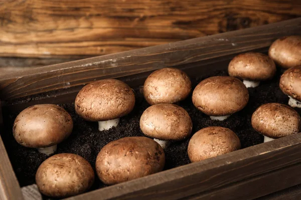 Champignons Marrone Che Crescono Terreno Cassa Legno Coltivazione Funghi — Foto Stock