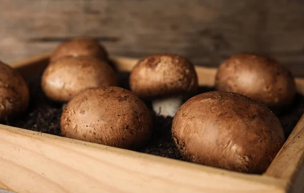 Bruine Champignons Groeien Grond Houten Krat Close Teelt Van Champignons — Stockfoto