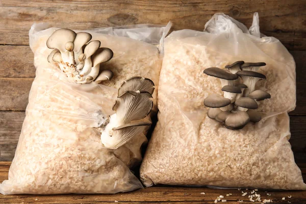 Oesterpaddenstoelen Groeien Zaagsel Houten Tafel Teelt Van Schimmels — Stockfoto