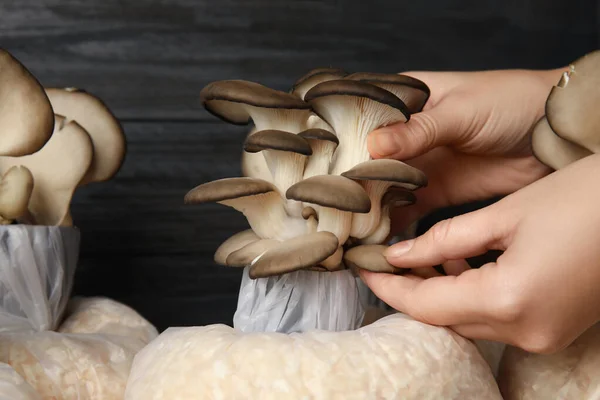 Woman checking quality of oyster mushrooms on wooden background, closeup. Fungi cultivation