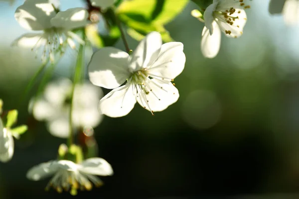 Virágzó cseresznyefa, közelkép — Stock Fotó