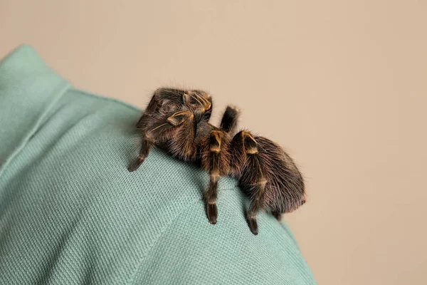 Bej Arka Planda Çizgili Tarantulası Olan Adam Yakın Plan — Stok fotoğraf