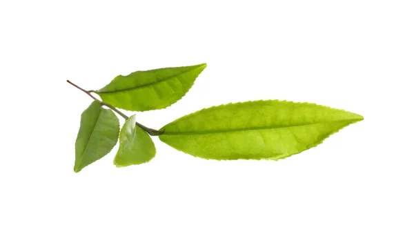 Planta de chá com folhas verdes frescas isoladas em branco — Fotografia de Stock