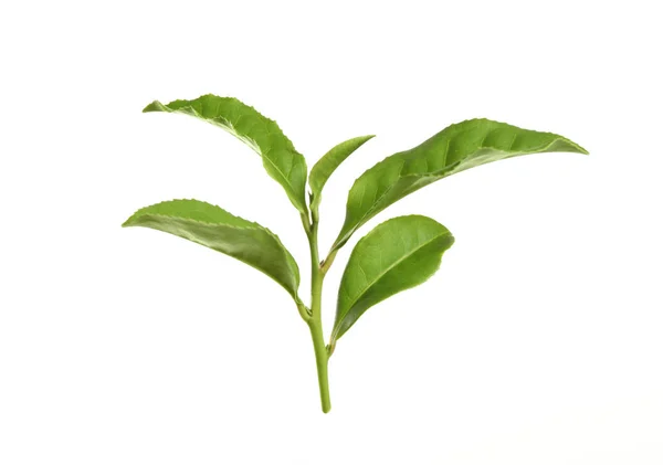 Twig met groene theebladeren geïsoleerd op wit — Stockfoto
